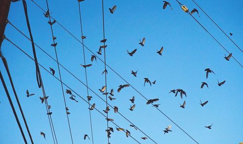 Low angle view of birds flying against clear blue sky