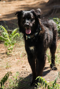Portrait of black dog standing on field