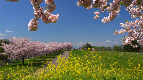 Cherry blossoms on field against sky