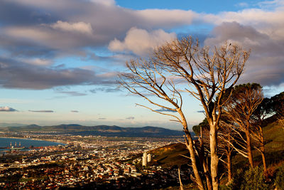 Tree and buildings against sky