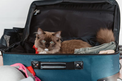 Portrait of cat relaxing on seat