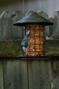 Bird perching on wooden post