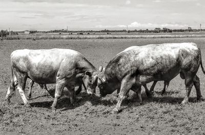 Bull fight in a field