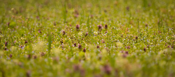 Full frame shot of flowering plants on field