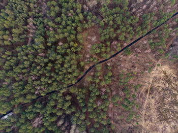 Full frame shot of trees in forest