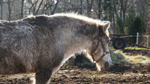 Side view of horse standing on field