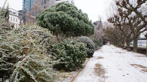 Panoramic view of trees in city against sky