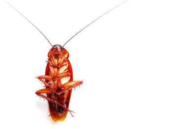 Close-up of insect over white background