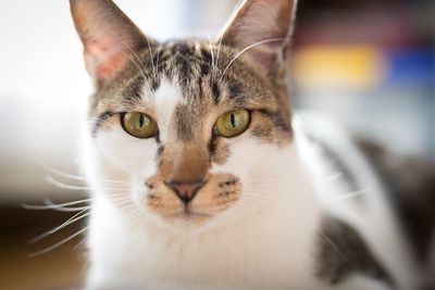 Close-up portrait of a cat