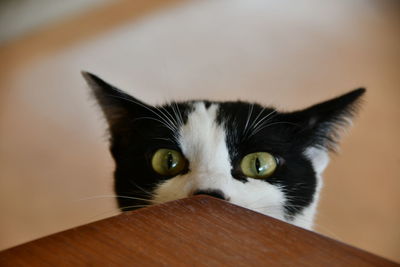 Close-up portrait of cat