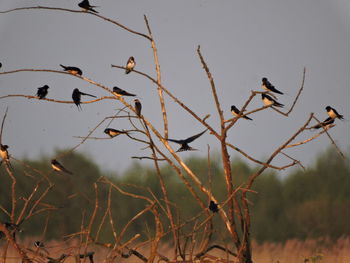 Close-up of plants against clear sky