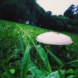 Close-up of plant growing on grassy field