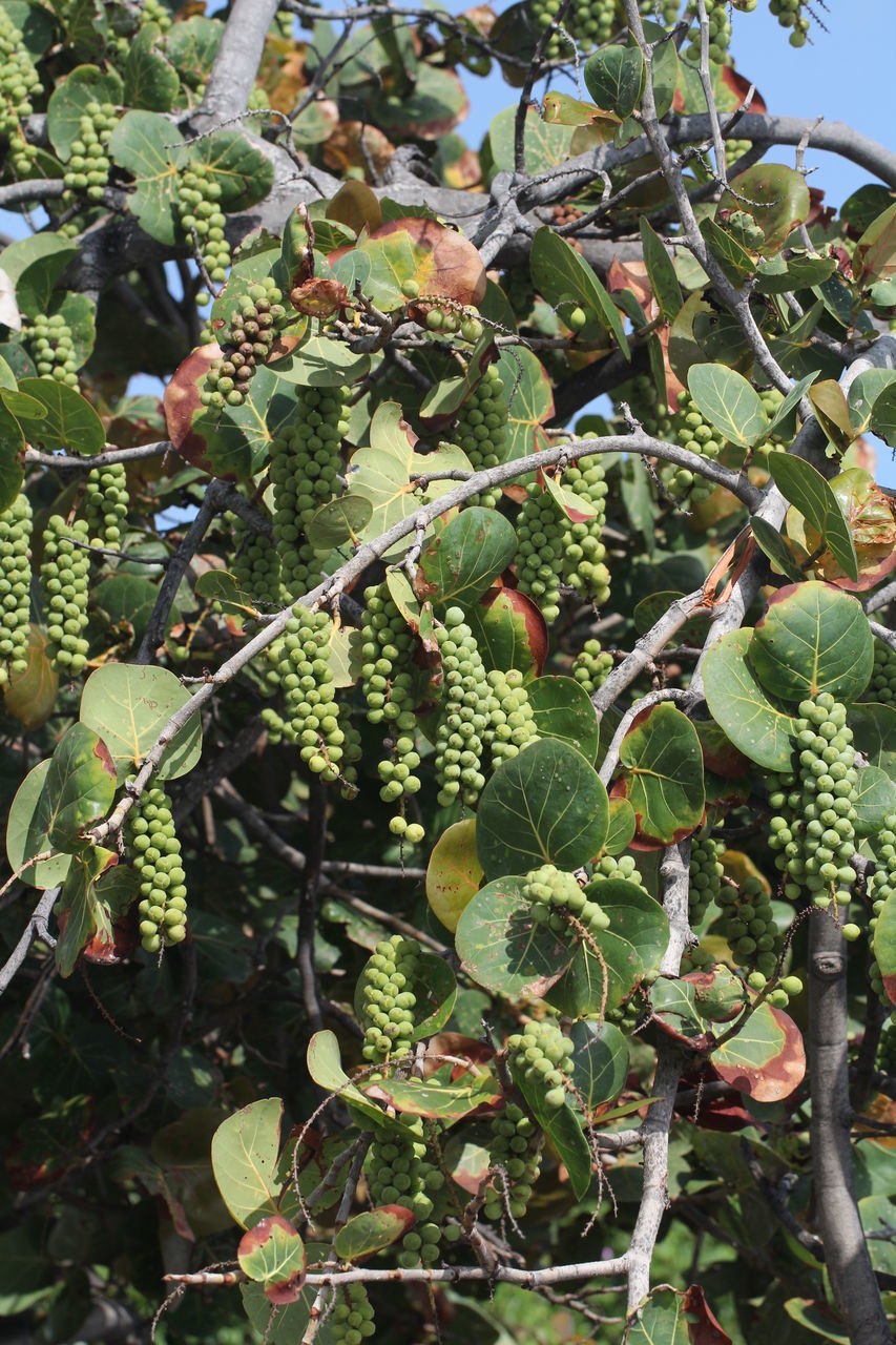 CLOSE-UP OF BERRIES ON TREE