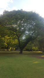 Trees on field against sky