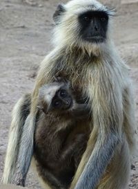 Portrait of monkey sitting outdoors