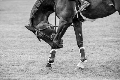 Low section of person with horse on field