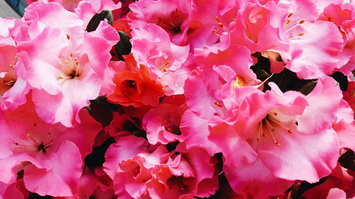 Close-up of pink flowers