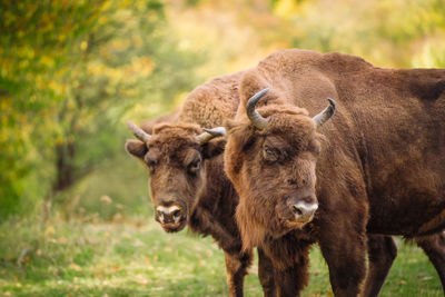 Couple of bisons