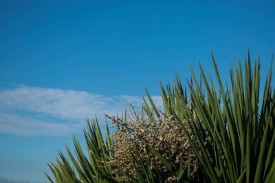 Close-up of fresh plants against blue sky