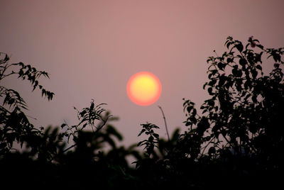 Low angle view of silhouette plants against sky during sunset