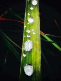 Close-up of wet grass