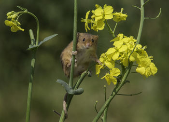 Close-up of squirrel on plant