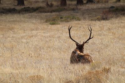 Rear view of stag amidst grass on field at rocky mountain national park