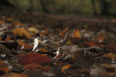 Close-up of leaves on ground