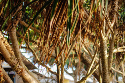 Low angle view of palm trees