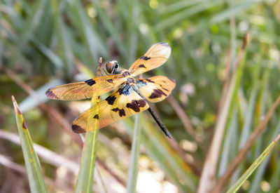 Close-up of butterfly pollinating flower