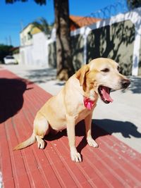 Close-up of a dog looking away