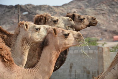 Camels are looking to the same direction