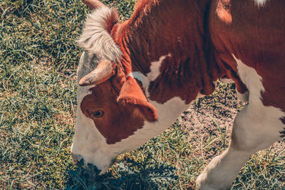 High angle view of cow on field