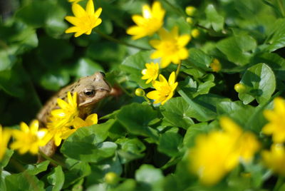 Little frog, spring 2018