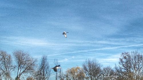 Low angle view of birds flying in sky