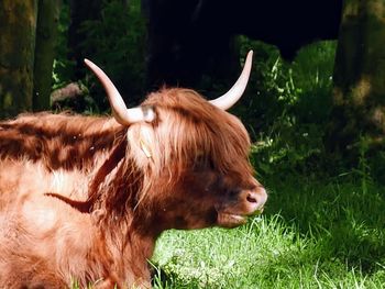 Highland cow in a field