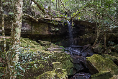 Scenic view of waterfall in forest