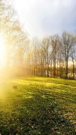 Bare trees on grassy field