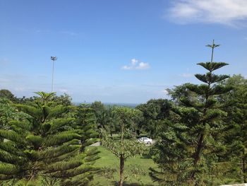 Trees on landscape against sky