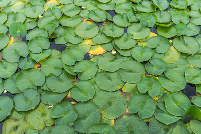 A macro shot of lily pads at the seattle arboretum.