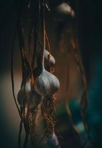 Close-up of shell on plant