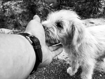 Close-up of hand holding dog