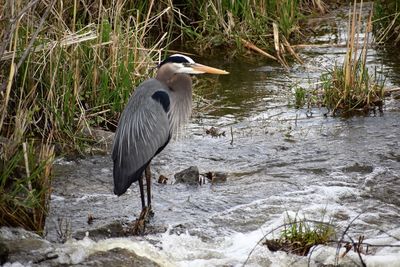 High angle view of gray heron perching on rock in lake