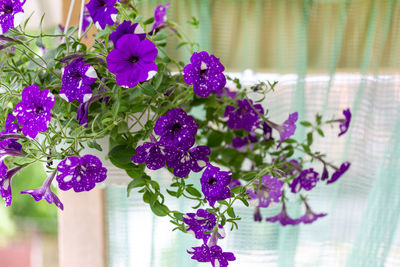 Close-up of purple flowers in vase at home