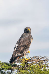 Low angle view of bird perching on tree against sky