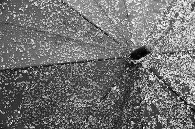 Close-up of insect on wet glass