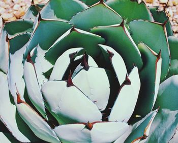 Close-up of prickly pear cactus