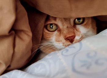 Portrait of cat on bed