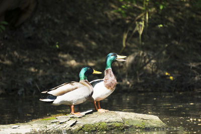 Bird perching on a rock