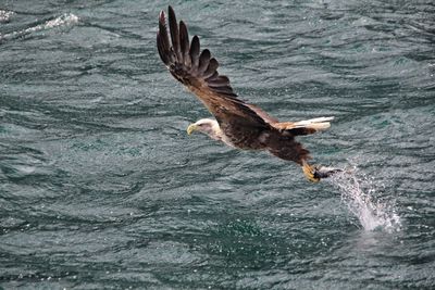 Eagle with prey flying over sea
